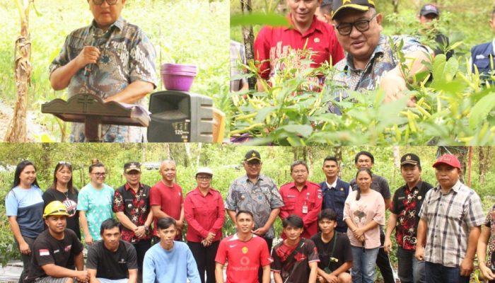 Wabup TK Panen Cabe Kelompok Tani Taruna Lolombulan Di Raanan Baru