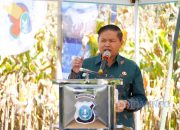 Wakil Bupati Karo bersama Jajaran Forkopimda Laksanakan Panen Jagung dalam Mendukung Ketahanan Pangan
