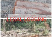 Misteri Ilegal Logging di Balung Kampar Masih Merajalela