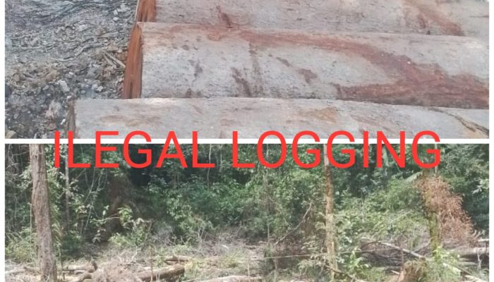 Misteri Ilegal Logging di Balung Kampar Masih Merajalela