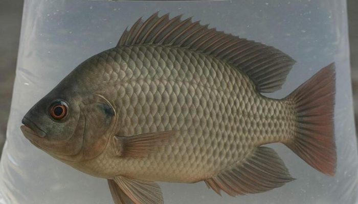 PEMERINTAHAN Cirebon Siap Jadi Sentra Ikan Nila di Jawa Barat
