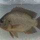 PEMERINTAHAN Cirebon Siap Jadi Sentra Ikan Nila di Jawa Barat