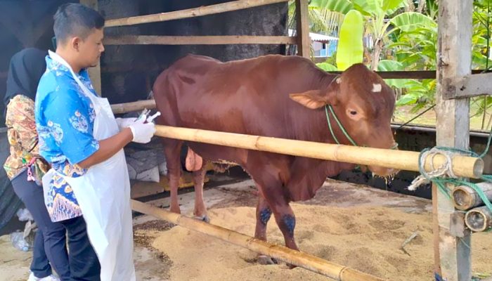 Dokter Hewan Pacitan Pastikan Hewan Sembuh PMK Aman Dikonsumsi, Ini Syarat dan Tips Memilih Hewan Kurban