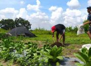 Pemuda Di Kota Mojokerto Menyulap Lahan Tidur Milik Pemkot Jadi Kebun Sayur Organik