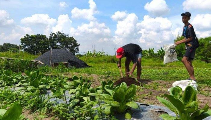 Pemuda Di Kota Mojokerto Menyulap Lahan Tidur Milik Pemkot Jadi Kebun Sayur Organik