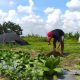 Pemuda Di Kota Mojokerto Menyulap Lahan Tidur Milik Pemkot Jadi Kebun Sayur Organik