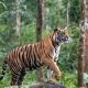 Harimau Sumatera Ikonik Taman Rimba Jambi, Si Uni, Meninggal di Usia 23 Tahun