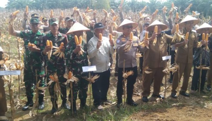 Mewujudkan Ketahanan Pangan Melalui Program 1 Hektar 1 Desa, Polres Mukomuko Bersama Pemkab Panen Jagung di Desa Lubuk Gedang