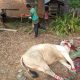 Momen Hari Raya Idul Adha 1446 H, Jamaah Masjid Al-Barokah Menyembelih 1 ekor Sapi dan 6 ekor Kambing