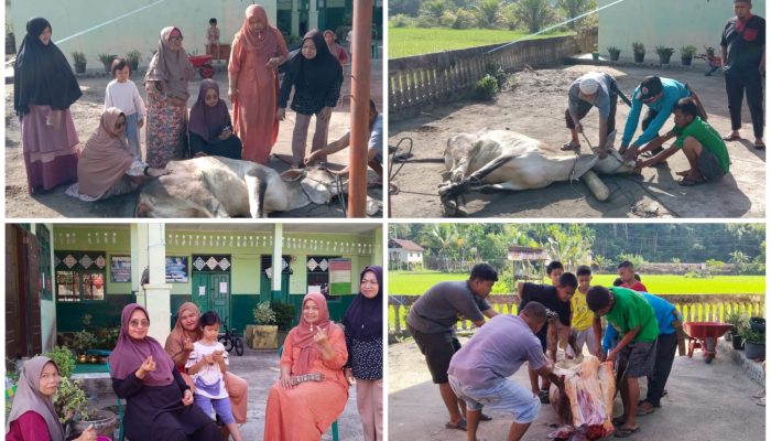 UPTD SD Negeri 10 Pangkalan Qurban Satu Ekor Sapi