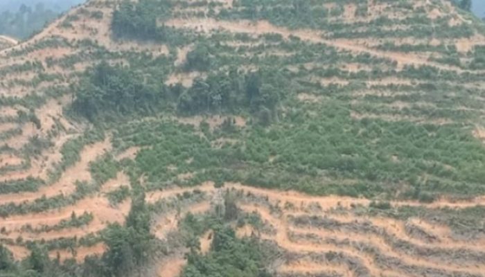 Lapor Pak Presiden RI, Kawasan Hutan Lindung di Balung Berubah Jadi Lahan Pribadi