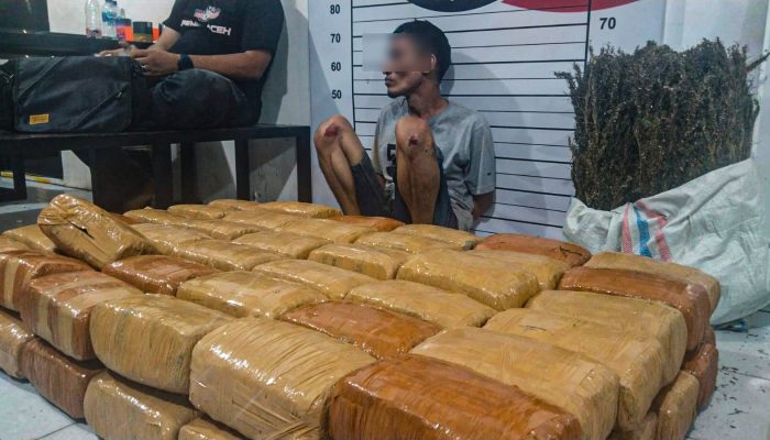Pengedar Ganja di Berkah, 72 Bal Serta 1 Karung Ganja Disita