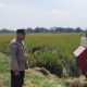 Dukung Ketahanan Pangan. Polsek Campaka Lakukan Sambang Kantibmas ke Petani