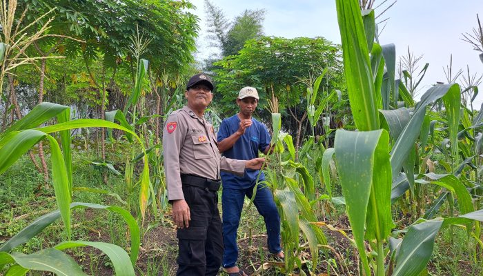 Asta Cita, Bhabinkamtibmas Polsek Sukatani Sambang Ke Petani Jagung