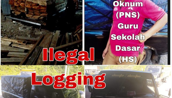 Diduga Oknum (PNS) Guru Sekolah Dasar Negeri Terlibat Kegiatan Ilegal Logging