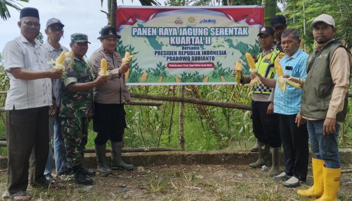 Polsubsektor Pirak Timu Panen Raya Jagung Serentak Kuartal 2