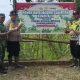 Polsubsektor Pirak Timu Panen Raya Jagung Serentak Kuartal 2