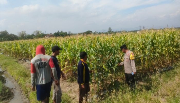 Pendampingan Kelompok Tani, Polres Tegal Perkuat Kemandirian Pangan