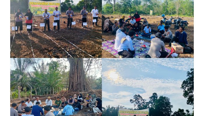 Ketahanan Pangan, Penanaman Jagung, Dikelola Bumdes Tunas Baru Desa Pagar Puding Lamo Tahun 2025