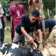 Hari Raya Idul Adha 1446 H | 6 Juni 2025 Masehi Anggota DPRD Tebo Pajri S.pd. Kurban 3 ekor Sapi Praksi Partai PKS