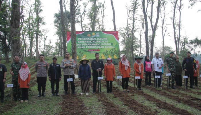 Bersama Forkopimda, Polres Purwakarta Lakukan Penanaman Jagung Di Desa Panyindangan