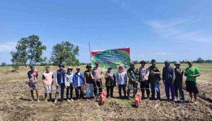 Wakili Kapolsek Makarti Jaya, Kasubsektor Air Salek Turun Langsung Penanaman Jagung Kuartal III