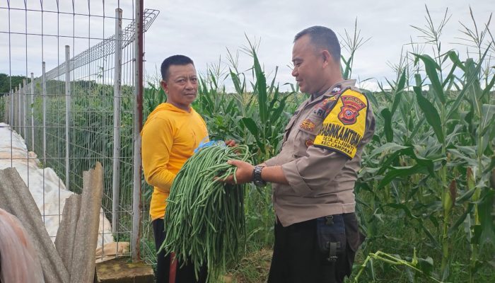 Rutin Lakukan Sambang ke Petani, Upaya Polsek Campaka Dukung Ketahanan Pangan