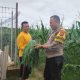 Rutin Lakukan Sambang ke Petani, Upaya Polsek Campaka Dukung Ketahanan Pangan