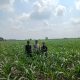 Rutin Cek Tanaman Jagung, Aipda Bayu Oktriandi Pastikan Tanaman Tumbuh Dengan Baik