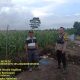 Sukseskan Program Ketahanan Pangan Nasional, Aipda Hengky Pandapotan Tinjau Lahan Jagung