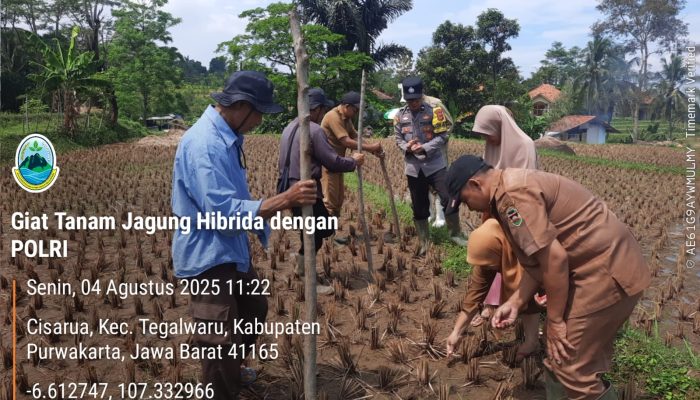 Bersama Kelompok Tani, Bhabinkamtibmas Di Purwakarta Lakukan Penanaman Jagung di Kecamatan Tegal waru