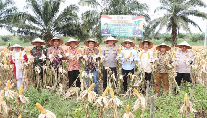 Kapolres Banyuasin dan instansi terkait panen jagung di lahan PT. SPOI ,Dukung Ketahanan Pangan Nasional