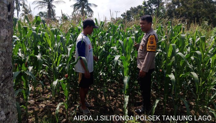 Dukung Ketahanan Pangan, Bhabinkamtibmas Terus Aktif Dampingi Petani