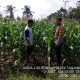Dukung Ketahanan Pangan, Bhabinkamtibmas Terus Aktif Dampingi Petani