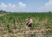 Diharapkan Semangat Patani Lokal Semakin Meningkat