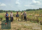 Polsek Betung Pantau Persiapan Panen Jagung untuk Dukung Ketahanan Pangan