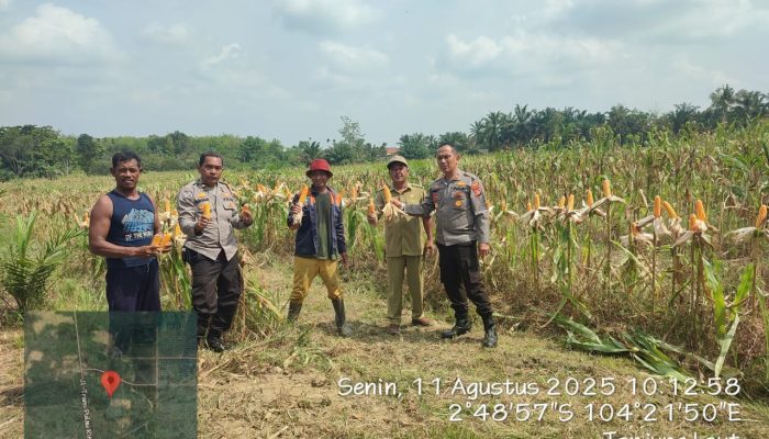 Polsek Betung Pantau Persiapan Panen Jagung untuk Dukung Ketahanan Pangan