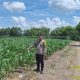 Tinjau Tanaman Jagung, Bripka Khaerul Saleh Sosialisasikan Harga Jagung