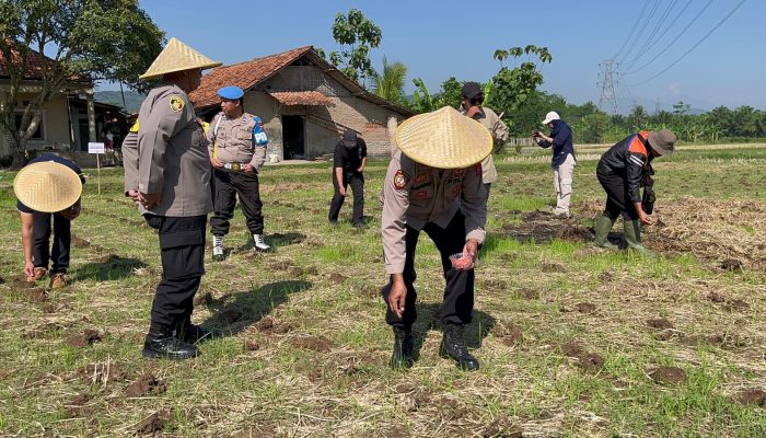 Berkolaborasi Dengan Kelompok Tani, Polres Purwakarta Lakukan Penanaman Jagung Di Desa Cicadas