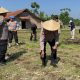 Berkolaborasi Dengan Kelompok Tani, Polres Purwakarta Lakukan Penanaman Jagung Di Desa Cicadas