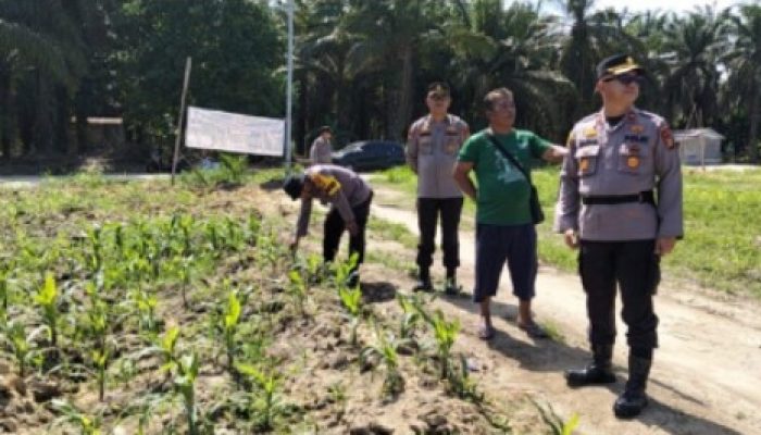 Kapolsek Kandis Tinjau Perkembangan Tanaman Jagung, Komitmen Polri Dukung Ketahanan Pangan Terus Berlanjut