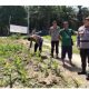 Kapolsek Kandis Tinjau Perkembangan Tanaman Jagung, Komitmen Polri Dukung Ketahanan Pangan Terus Berlanjut