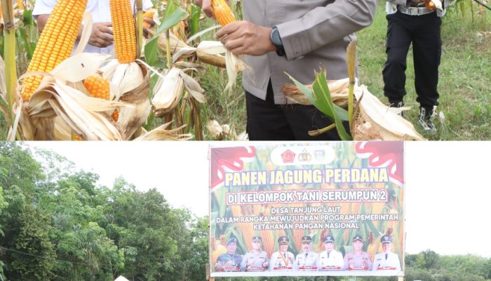 Kapolres Banyuasin Pimpin Panen Jagung, Perkuat Ketahanan Pangan Bersama Petani dan Bulog