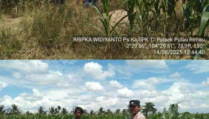 Pastikan Tanaman Jagung Tumbuh Dengan Baik, Polsek Pulau Rimau Lakukan Monitoring
