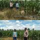 Pastikan Tanaman Jagung Tumbuh Dengan Baik, Polsek Pulau Rimau Lakukan Monitoring