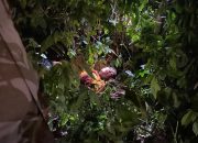 Diduga Korban Pembunuhan, Pria Ditemukan Tewas Bersimbah Darah