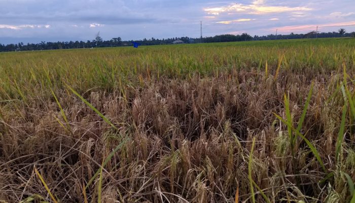 Petani Cot Girek Terancam Gagal Panen, Harga Gabah Anjlok di Tengah Serangan Wereng