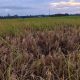Petani Cot Girek Terancam Gagal Panen, Harga Gabah Anjlok di Tengah Serangan Wereng
