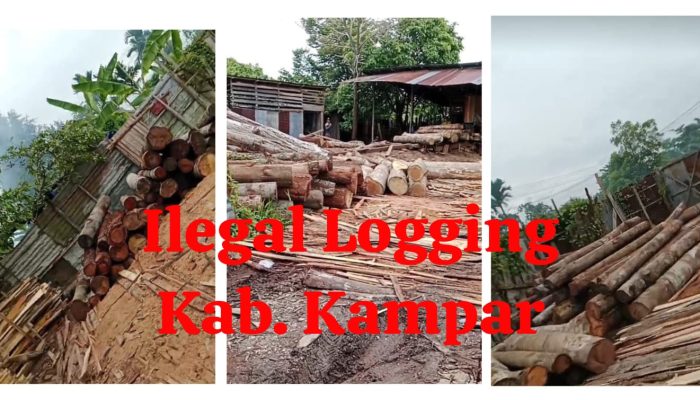 Diduga APH Tutup Mata, Praktik Skandal Ilegal Logging Hutan Lindung Gundul