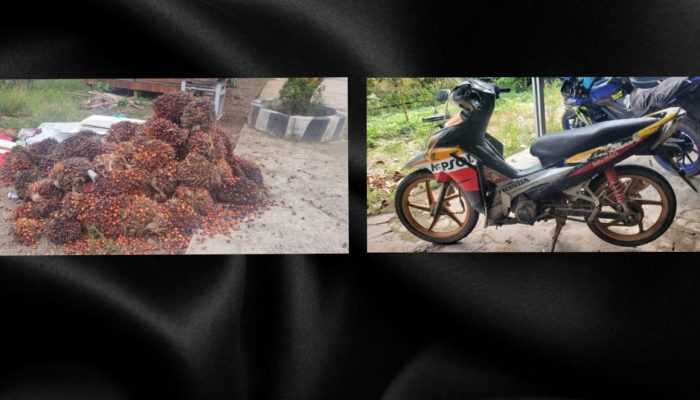 Polsek Tanjung Lago Ungkap Kasus Pencurian Satu Ton Tandan Buah Sawit